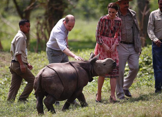 Britain's Prince William (2nd L), Duke of Cambridge, and Britain's Catherine, Duchess of Cambridge, meet a rhino calf at the Centre for Wildlife Rehabilitation and Conservation (CWRC) at Panbari reserve forest in Kaziranga. (AFP) Britain's Prince William (2nd L), Duke of Cambridge, and Britain's Catherine, Duchess of Cambridge, meet a rhino calf at the Centre for Wildlife Rehabilitation and Conservation (CWRC) at Panbari reserve forest in Kaziranga. (AFP)