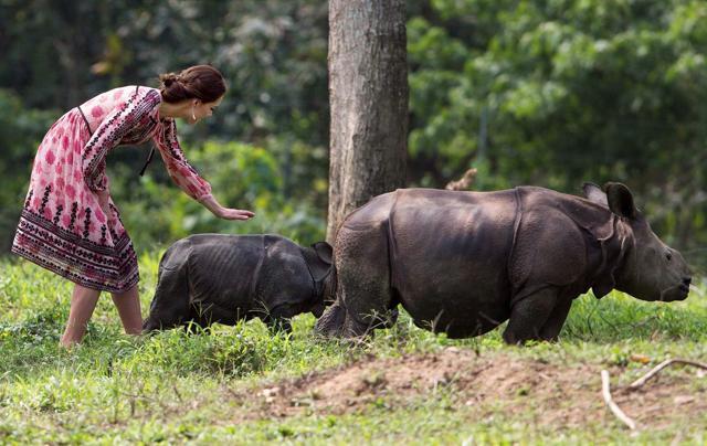 Kate, the Duchess of Cambridge, prepares to touch a rhino calf during a visit to the Centre for Wildlife Rehabilitation and Conservation (CWRC) near Kaziranga National Park. (PTI) Kate, the Duchess of Cambridge, prepares to touch a rhino calf during a visit to the Centre for Wildlife Rehabilitation and Conservation (CWRC) near Kaziranga National Park. (PTI)