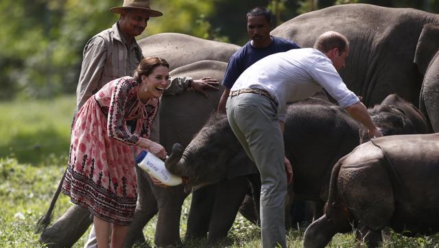 The Duke and the Duchess of Cambridge feed baby elephants. (AP) The Duke and the Duchess of Cambridge feed baby elephants. (AP)