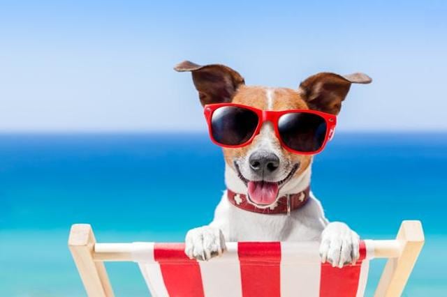 Why should humans have all the fun? Rightly so. (Shutterstock) Why should humans have all the fun? Rightly so. (Shutterstock)