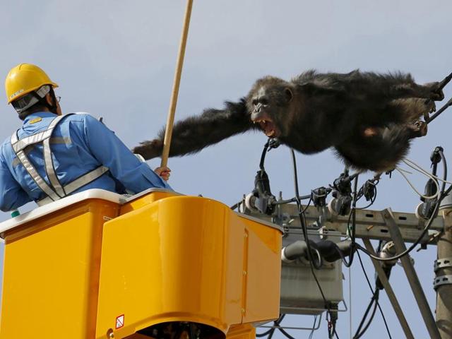Chimpanzee Chacha screams after escaping from nearby Yagiyama Zoo as a man tries to capture him on the power lines at a residential area in Sendai, northern Japan, April 14, 2016. (REUTERS) Chimpanzee Chacha screams after escaping from nearby Yagiyama Zoo as a man tries to capture him on the power lines at a residential area in Sendai, northern Japan, April 14, 2016. (REUTERS)