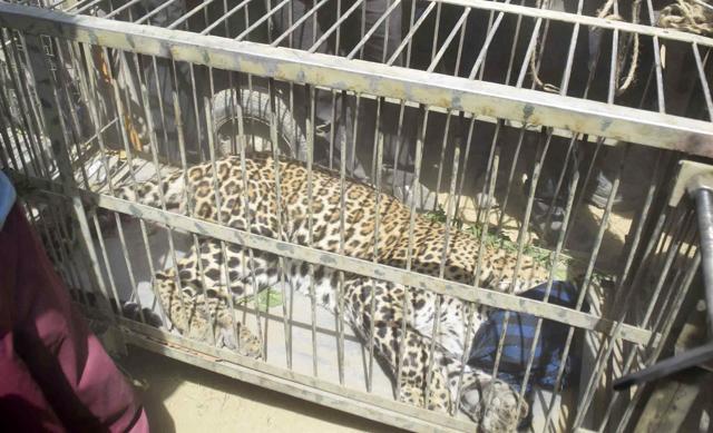 The leopard was caught after a 45-hour operation from the army cantonment in Meerut on Thursday. (HT Photo) The leopard was caught after a 45-hour operation from the army cantonment in Meerut on Thursday. (HT Photo)