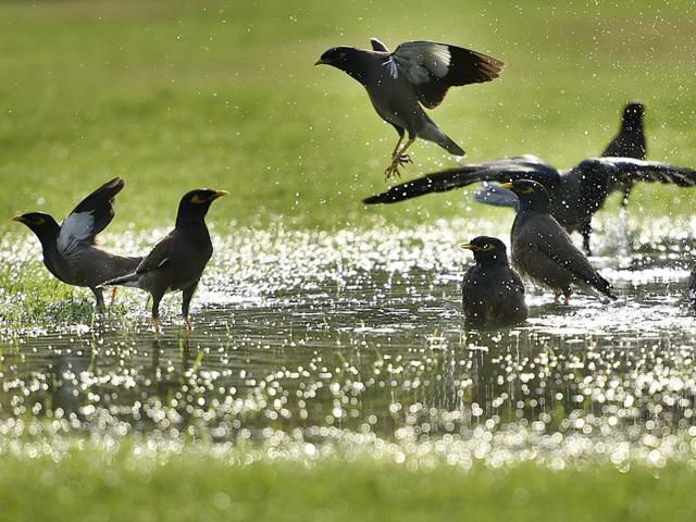 Birds take a dip in the water during a hot afternoon in Delhi. (Raj K Raj/HT Photo)