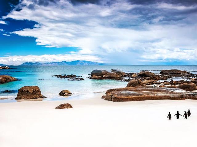 Boulders Beach, Simon’s Town, South Africa: An army of African penguins has made itself at home on this boulder-stacked swath. Many visitors soak in the cuteness from a boardwalk overlooking part of the colony, but locals know to head straight for the sand to take in the sun and frolic in the surf near their newfound friends. (Shutterstock) Boulders Beach, Simon’s Town, South Africa: An army of African penguins has made itself at home on this boulder-stacked swath. Many visitors soak in the cuteness from a boardwalk overlooking part of the colony, but locals know to head straight for the sand to take in the sun and frolic in the surf near their newfound friends. (Shutterstock)