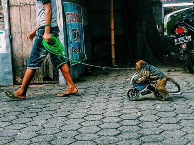 A man walks (helps him ride a bike mostly) his monkey in Indonesia. (Instagram/airlangga768)