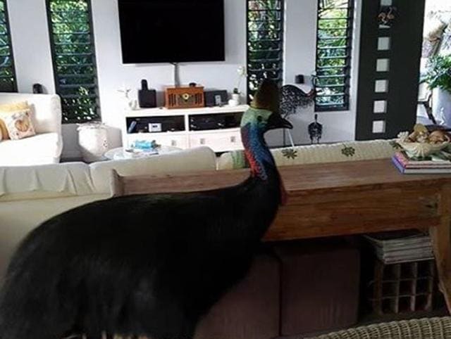 The southern cassowary described as one of the world’s deadliest birds due to its aggressiveness, and can seriously hurt people and pets by kicking them with its large, clawed feet. (Photo: Facebook/Red Earth baby) The southern cassowary described as one of the world’s deadliest birds due to its aggressiveness, and can seriously hurt people and pets by kicking them with its large, clawed feet. (Photo: Facebook/Red Earth baby)