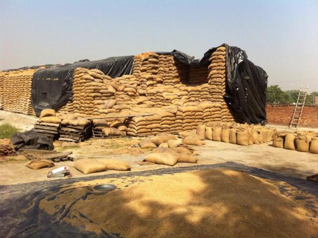 Wheat stocks rotting in an open godown.(HT File Photo) Wheat stocks rotting in an open godown.(HT File Photo)