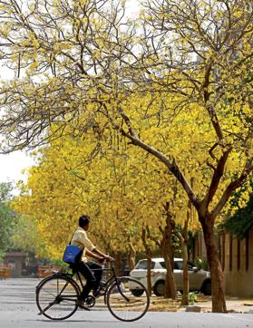 In Delhi, the roads and parks come alive in spring with the yellow gleam of the Laburnum (or Amaltas). But we hardly spare the blooms a glance (Vipin Kumar) In Delhi, the roads and parks come alive in spring with the yellow gleam of the Laburnum (or Amaltas). But we hardly spare the blooms a glance (Vipin Kumar)