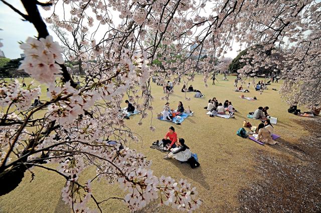 Sakura viewing is a family activity for the Japanese. They even have a name for it: Hanami, which literally means ‘flower watching’. (Getty Images) Sakura viewing is a family activity for the Japanese. They even have a name for it: Hanami, which literally means ‘flower watching’. (Getty Images)