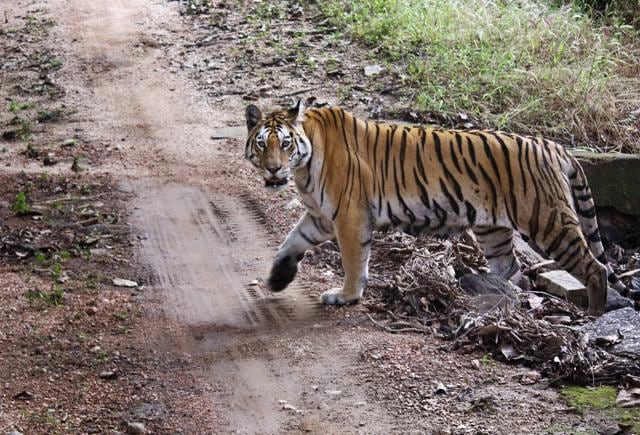 Tiger population density coupled with lack of monitoring, illegal fishing and construction activities inside the core area were wreaking havoc with conservation efforts. (Hindustan Times) Tiger population density coupled with lack of monitoring, illegal fishing and construction activities inside the core area were wreaking havoc with conservation efforts. (Hindustan Times)