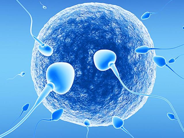 Representative picture of human sperm. Three Canadian families are suing a US sperm bank and its distributor for being given sperm from a convicted felon’ with mental disorders. (Shutterstock) Representative picture of human sperm. Three Canadian families are suing a US sperm bank and its distributor for being given sperm from a convicted felon’ with mental disorders. (Shutterstock)