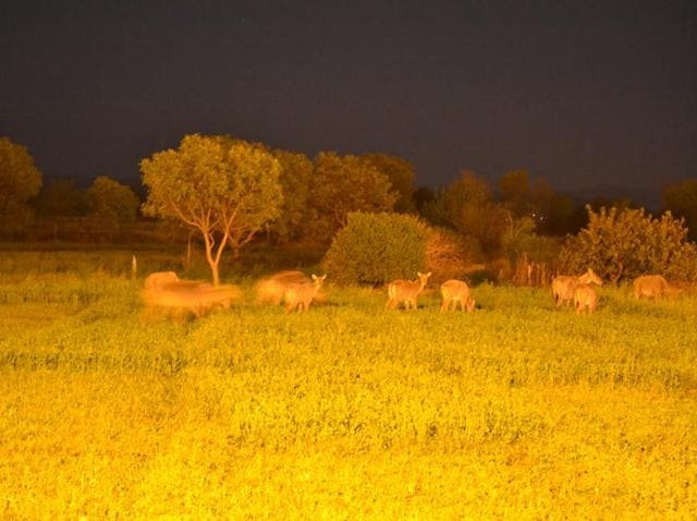 Neelgais feed on crops adjacent to the IRB campus, Sarangpur, past midnight. (VIKRAM JIT SINGH) Neelgais feed on crops adjacent to the IRB campus, Sarangpur, past midnight. (VIKRAM JIT SINGH)