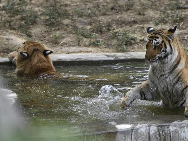 Over half-a-dozen sub-adult tigers in Pench reserve have gone missing. (HT file photo) Over half-a-dozen sub-adult tigers in Pench reserve have gone missing. (HT file photo)