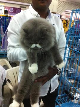 This Persian cat named Stuffy impressed the crowd. (HT Photo) This Persian cat named Stuffy impressed the crowd. (HT Photo)