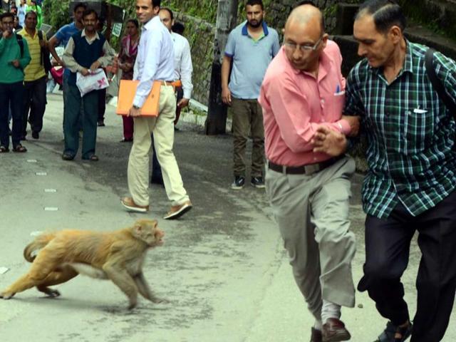 The Union government has declared monkeys as vermin within the limits of the Shimla municipal corporation, (HT file photo) The Union government has declared monkeys as vermin within the limits of the Shimla municipal corporation, (HT file photo)