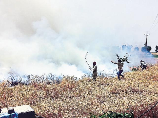 Locals trying to douse the fire that destroyed wheat crop in a 40-acre area at Jalaldiwal village near Raikot.(HT Photo)