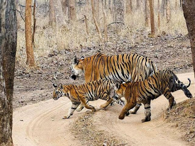 MP has recorded highest tiger mortality for any state in the country this year.(Pic for representation) MP has recorded highest tiger mortality for any state in the country this year.(Pic for representation)