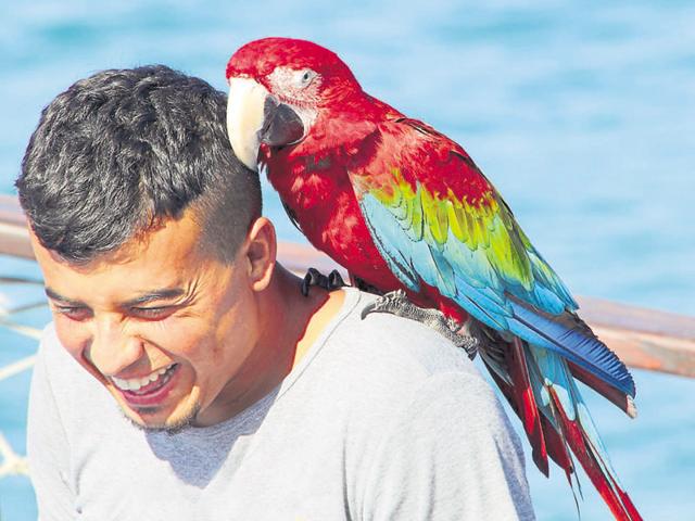Ornithology attracts nature lovers who want to ensure the survival of birds.(ISTOCK)