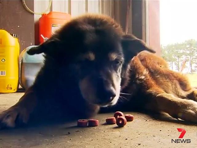 Maggie, believed to be the world’s oldest dog at the age of 30, died peacefully in her sleep on Sunday night in Australia, BBC reported (Picture courtesy: Screengrab) Maggie, believed to be the world’s oldest dog at the age of 30, died peacefully in her sleep on Sunday night in Australia, BBC reported (Picture courtesy: Screengrab)