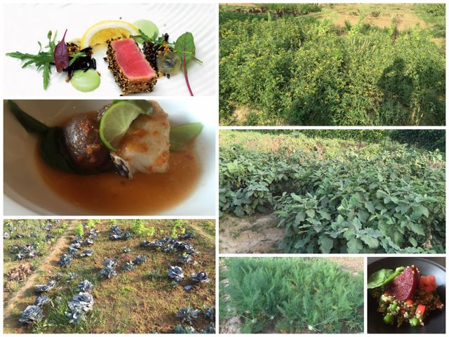 Dusit Devrana produces seasonal crops at their farm. Dusit Devrana produces seasonal crops at their farm.