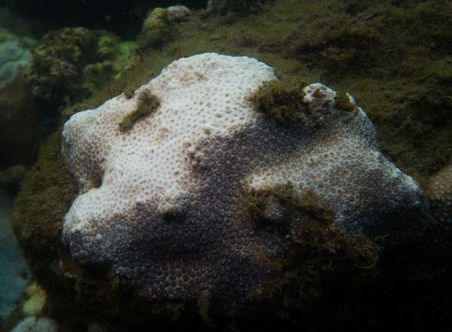 This undated handout photo received on April 19, 2016 from the University of Technology Sydney shows a red variety of bleaching on the upper sides of the colony in Sydney Harbour. (AFP Photo) This undated handout photo received on April 19, 2016 from the University of Technology Sydney shows a red variety of bleaching on the upper sides of the colony in Sydney Harbour. (AFP Photo)