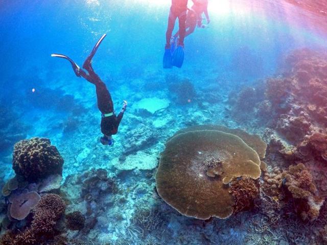 This handout photo released on April 20, 2016 shows a diver photographing the bleached coral at Lizard Island on the Great Barrier Reef in March 2016. (AFP Photo) This handout photo released on April 20, 2016 shows a diver photographing the bleached coral at Lizard Island on the Great Barrier Reef in March 2016. (AFP Photo)