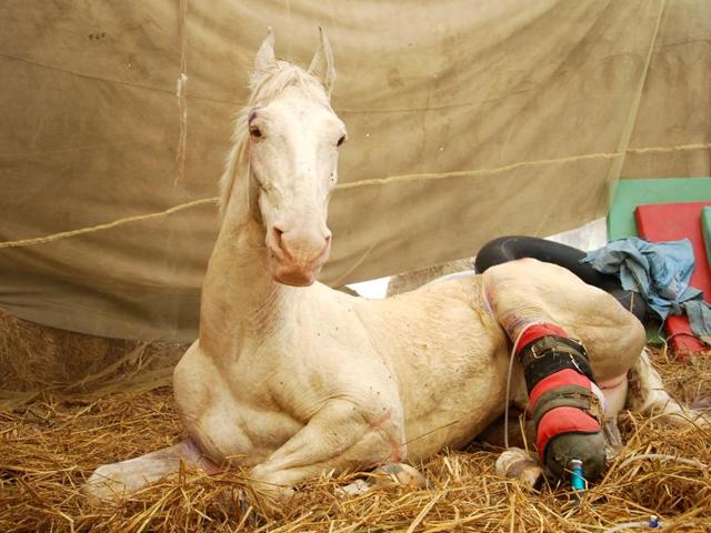 BJP MLA Ganesh Joshi, accused of assaulting Shaktiman, the Uttarakhand police horse that died on Thursday, said he was ‘saddened’ by the death of the horse. He also reiterated that he had not assaulted the animal. (HT Photo) BJP MLA Ganesh Joshi, accused of assaulting Shaktiman, the Uttarakhand police horse that died on Thursday, said he was ‘saddened’ by the death of the horse. He also reiterated that he had not assaulted the animal. (HT Photo)