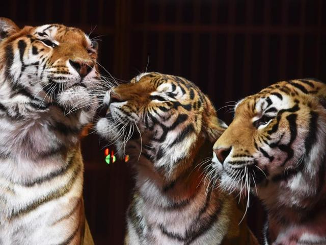 Italian Armando Bellucci let go his studies in medicine and pharmacy and founded Circus Arbell. Tigers sit together during the circus’ Pristina performance. (AFP) Italian Armando Bellucci let go his studies in medicine and pharmacy and founded Circus Arbell. Tigers sit together during the circus’ Pristina performance. (AFP)
