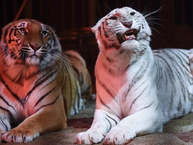The circus has performed in many countries all over the world including Greece, Tunisia, Cairo, Morocco, Syria and Malta. (AFP) The circus has performed in many countries all over the world including Greece, Tunisia, Cairo, Morocco, Syria and Malta. (AFP)