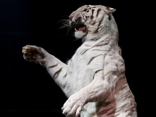 The circus was famous for their acrobats, exotic animals and trapeze artists. (AFP) The circus was famous for their acrobats, exotic animals and trapeze artists. (AFP)