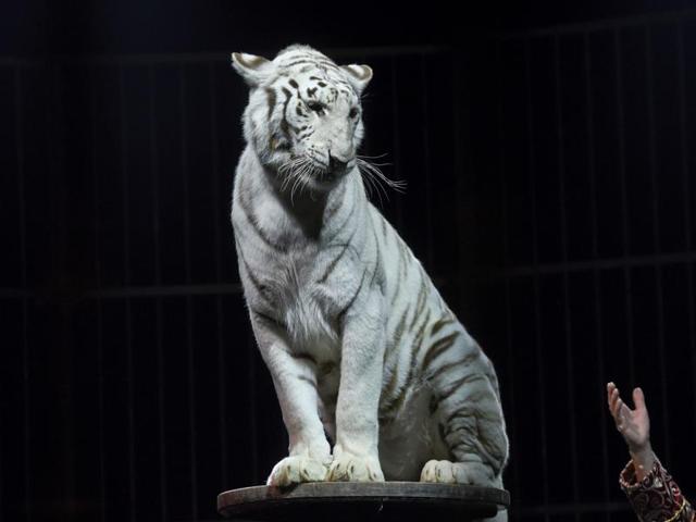 From 1991, the circus began innovating by introducing stage circus as opposed to the traditional circular track. Soon they also had aquatic circus including animals like penguins, sharks, crocodiles, snakes and seals. (AFP) From 1991, the circus began innovating by introducing stage circus as opposed to the traditional circular track. Soon they also had aquatic circus including animals like penguins, sharks, crocodiles, snakes and seals. (AFP)
