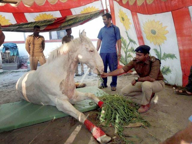 File photo of Shaktiman, the Uttarakhand police horse who died in Dehradun on Wednesday. (PTI File Photo) File photo of Shaktiman, the Uttarakhand police horse who died in Dehradun on Wednesday. (PTI File Photo)