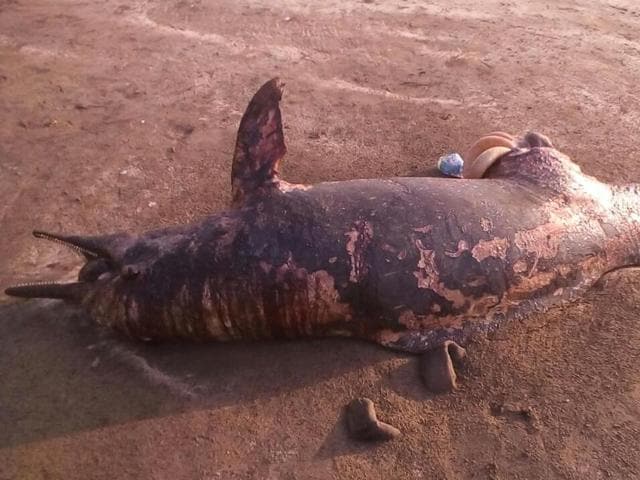 The carcass of a seven-foot Indo Pacific humpbacked dolphin washed ashore at Gorai beach on Thursday afternoon(HT FILE)