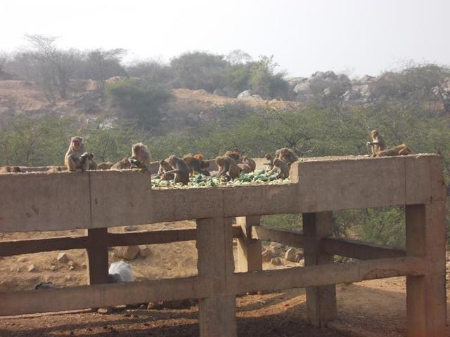 Leopards, striped hyenas, jackals other animals use the Asola corridor in Gurgaon and Delhi. Leopards, striped hyenas, jackals other animals use the Asola corridor in Gurgaon and Delhi.