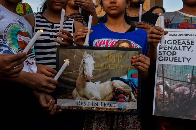 Activists pay tribute to the police horse 'Shaktiman' who died after being injured during a BJP rally in Uttarakhand, in New Delhi. (AFP Photo) Activists pay tribute to the police horse 'Shaktiman' who died after being injured during a BJP rally in Uttarakhand, in New Delhi. (AFP Photo)