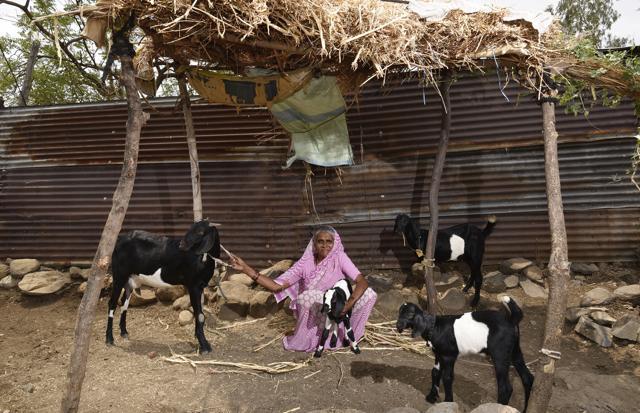 Hasinabi Shirgapur, 57, was compelled to rear goats to be able to pay for her medicines. (Hindustan Times)