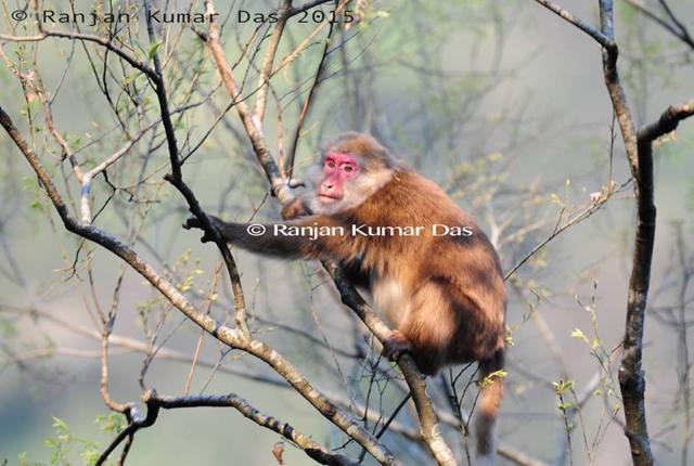 Dr Das’ picture of a White Cheeked Macaque in Arunachal Pradesh. (Photo Courtesy: Ranjan Kumar Das)