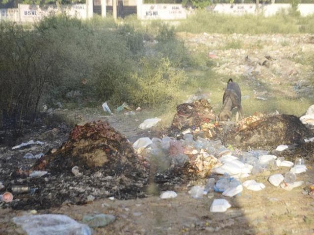 Litter strewn across Lawrence Road; (below) heaps of garbage dumped in the open at Ranjit Avenue in Amritsar on Sunday. (Sameer Sehgal/HT) Litter strewn across Lawrence Road; (below) heaps of garbage dumped in the open at Ranjit Avenue in Amritsar on Sunday. (Sameer Sehgal/HT)