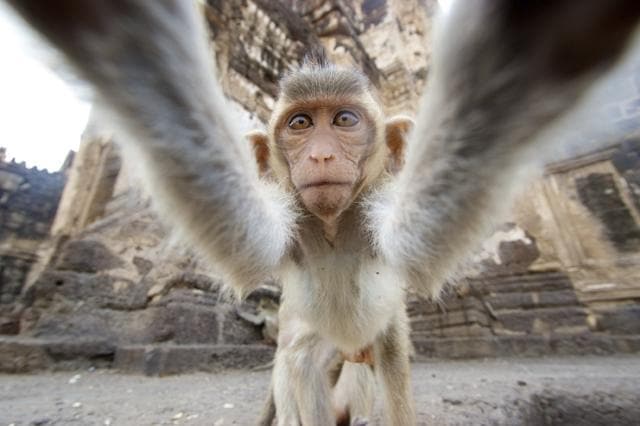 Monkey business in Lopburi. (Istock) Monkey business in Lopburi. (Istock)