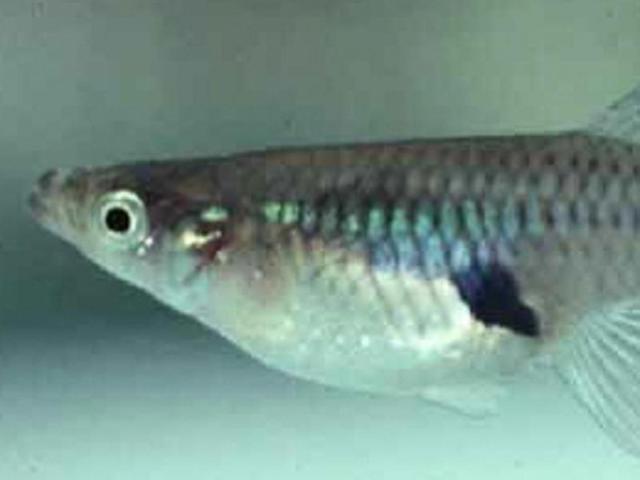 The diet of mosquitofish consists of large numbers of mosquito larvae.(Photo source: Wikipedia)