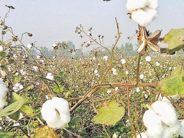 After the extensive loss to cotton crop owing to the whitefly attack last season, both the state government and PAU had appealed to farmers to sow PAU-recommended desi cotton varieties—FDR-124 and LDR-949—in the coming kharif season.(HT File Photo)