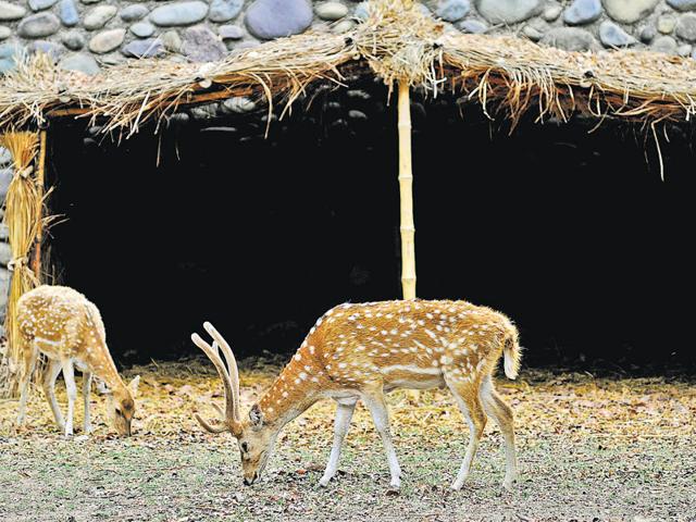 Cheetals outside their jute-net shelter. There are over 1,150 animals of nearly 97 species at the zoo, and all are fighting the heat just like humans. (Ravi Kumar/HT Photo)