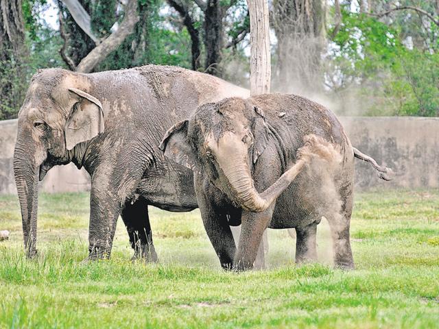 Elephants throwing mud to beat the heat! (Ravi Kumar/HT Photo)