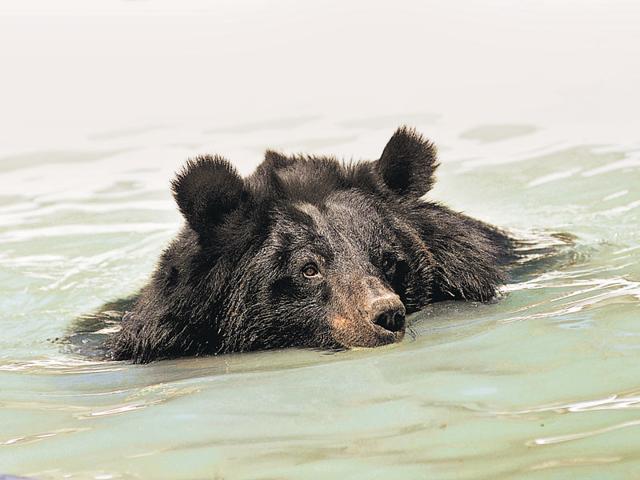 A bear taking a dip in a pool. Reminds you of Baloo from The Jungle Book, doesn’t it? (Ravi Kumar/HT Photo)