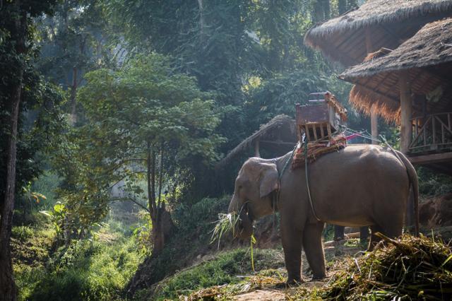 Spend the day with elephants and former mahouts in the Chiang Mai jungle. (Istock) Spend the day with elephants and former mahouts in the Chiang Mai jungle. (Istock)