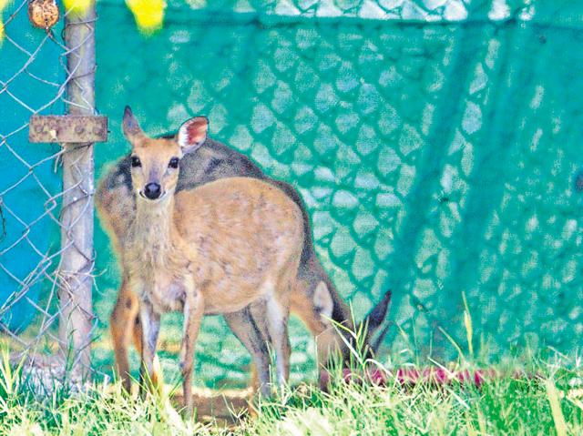 With temperatures soaring, authorities at the Chhatbir Zoo are ensuring adequate facilities for the animals to stay cool in the hottest summer. (Ravi Kumar/HT Photo)