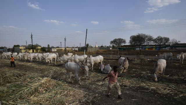 Small farmers have no other option then sell their cattle as there is scarcity of water in Latur region in Maharashtra. (Anshuman Poyrekar/HT Photo) Small farmers have no other option then sell their cattle as there is scarcity of water in Latur region in Maharashtra. (Anshuman Poyrekar/HT Photo)