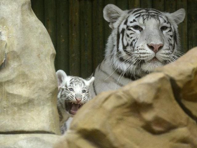 HappyFamily: Indian white tiger cubs are winning over Czech Republic