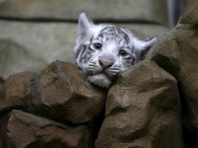 HappyFamily: Indian white tiger cubs are winning over Czech Republic