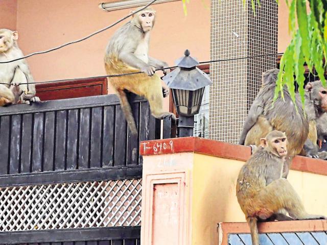 Monkeys block the entrance of a house in Adarsh Nagar in Jaipur on Monday.(Himanshu Vyas/HT Photo) Monkeys block the entrance of a house in Adarsh Nagar in Jaipur on Monday.(Himanshu Vyas/HT Photo)